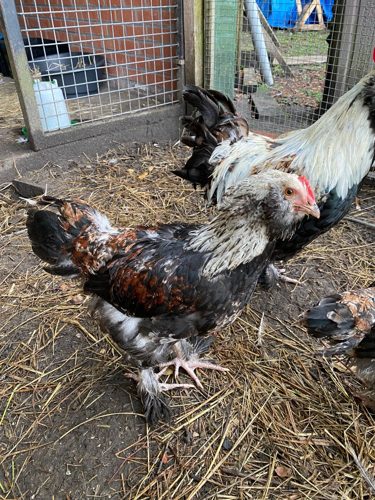 Jonge faverolles haan, Dieren en Toebehoren, Pluimvee, Mannelijk, Kip