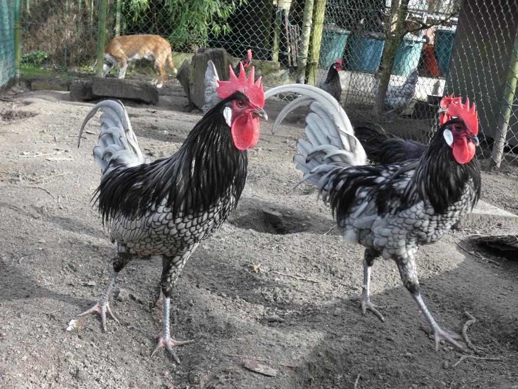 broedeieren andalusier, Dieren en Toebehoren, Pluimvee