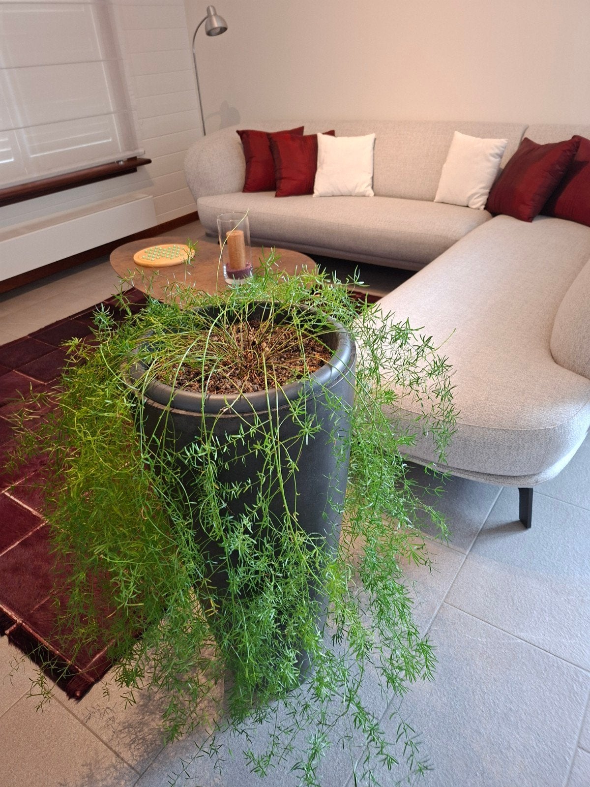 plant en sierpot, Ophalen, In pot