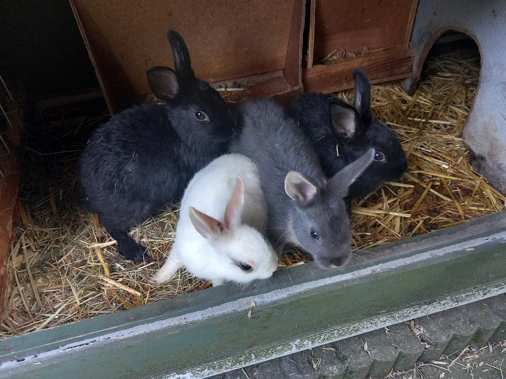 Dwergkonijnen, Meerdere dieren, Dwerg