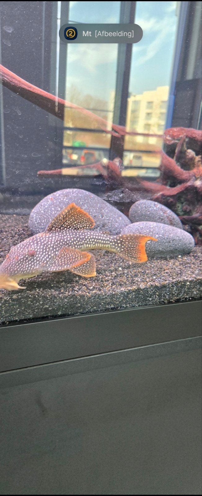 sunshine pleco L014 +- 24cm