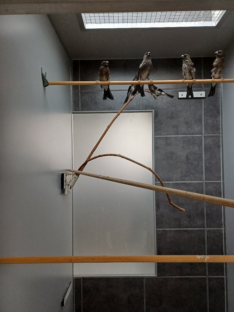 Nepalgoudvinken, Dieren en Toebehoren, Mannelijk, Tropenvogel, Geringd