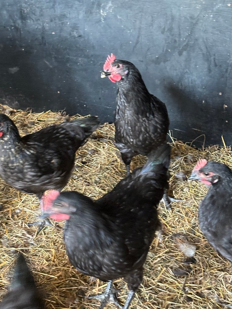 Barbezieux zeldzaam fokhanen  en slachthanen, Dieren en Toebehoren, Mannelijk, Kip