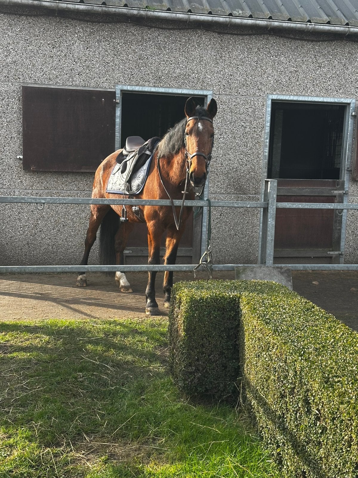 Spaanse merrie, Animaux & Accessoires, Jument, Moins de 160 cm, Cheval de récréation, 11 ans ou plus