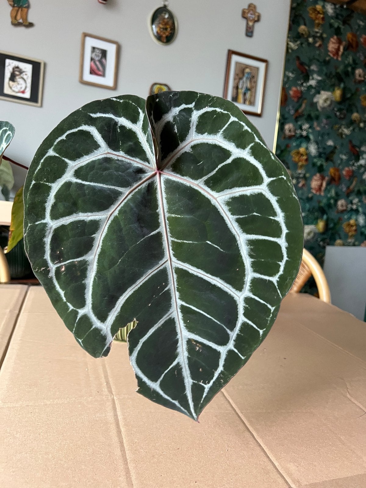Anthurium Michelle Docblock, Ophalen