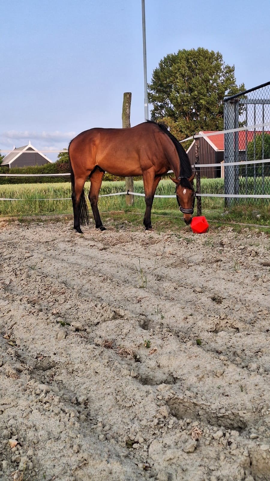 Eigenwijze ruin zoekt stevige ruiter, Dieren en Toebehoren, Ruin, 7 tot 10 jaar