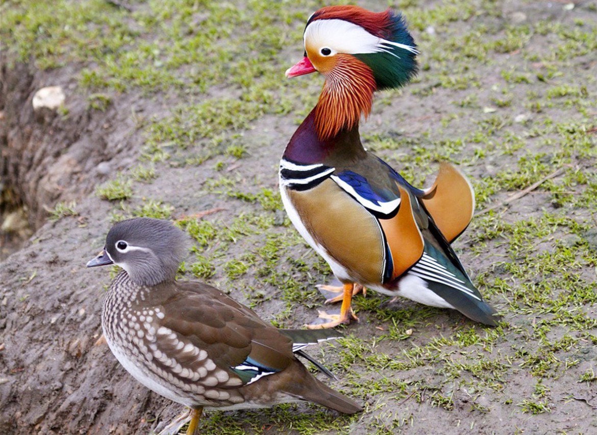 Mandarijn eenden, Meerdere dieren, Eend