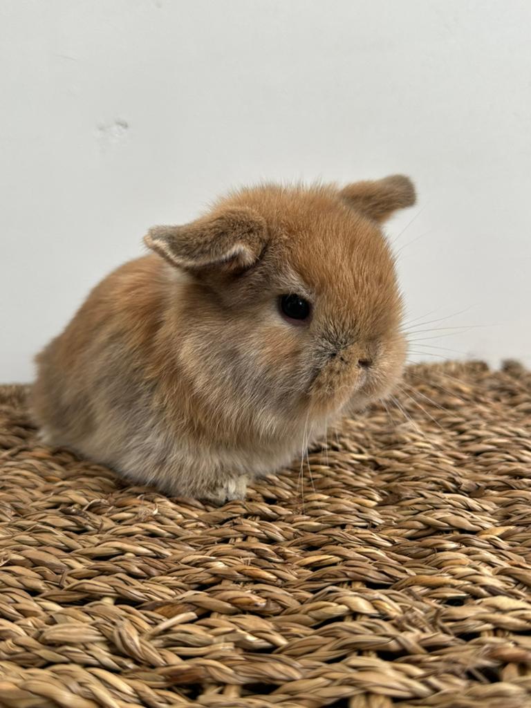 Minilop ram, Animaux & Accessoires, Lapins