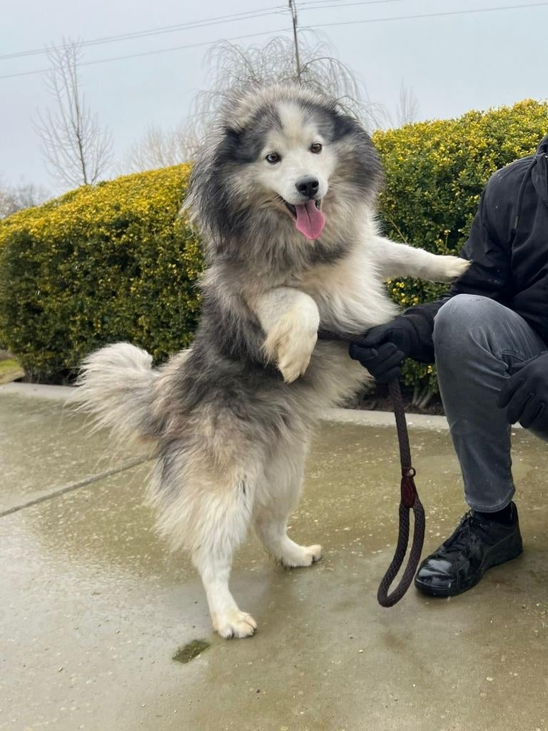Tony - Mini Husky reu - 15 kg - 6 jaar, Dieren en Toebehoren, 6 jaar of ouder, Parvo, België, Reu