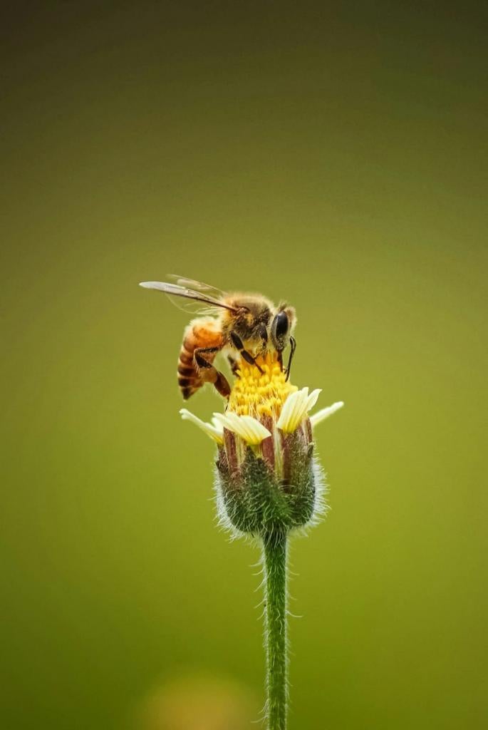 BeeHeroes, Abeilles