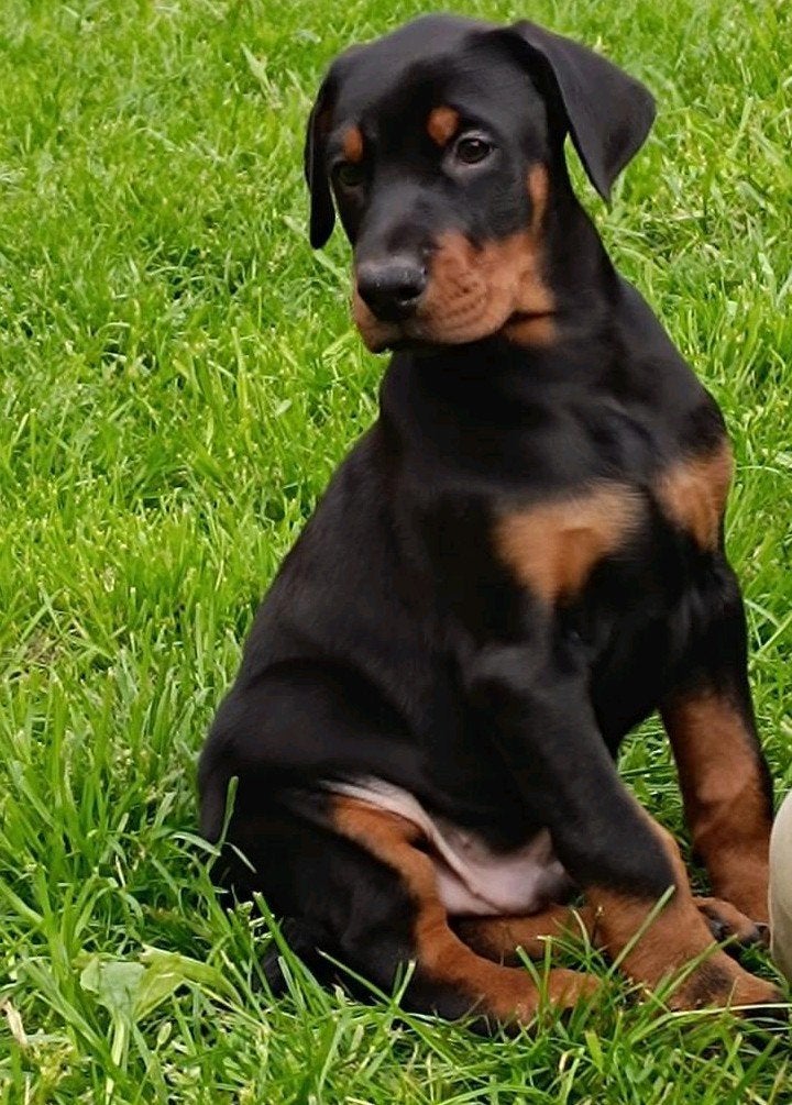 Dobermann puppy, Dieren en Toebehoren, België, Fokker | Hobbymatig, Overige rassen, 8 tot 15 weken