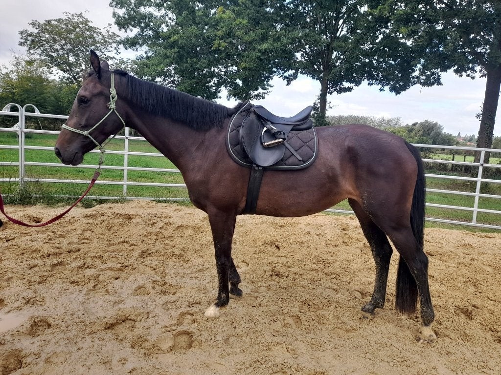 Leuke 3 jarige merrie, Dieren en Toebehoren, Paarden, Merrie, Springpaard, Met stamboom, 3 tot 6 jaar