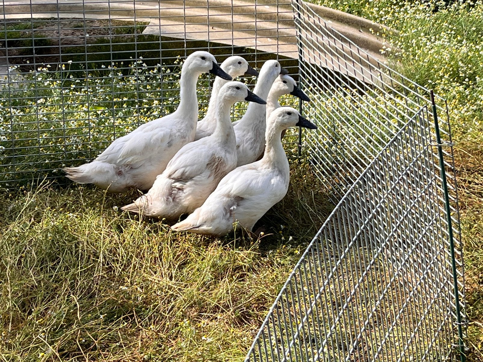 Eend van Vorst wit, Dieren en Toebehoren, Pluimvee, Eend