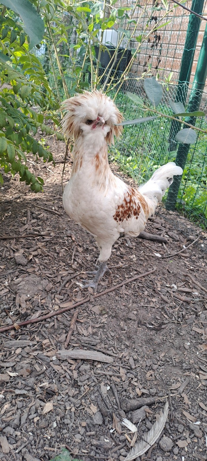 Handtamme padua haan, Dieren en Toebehoren, Mannelijk, Kip
