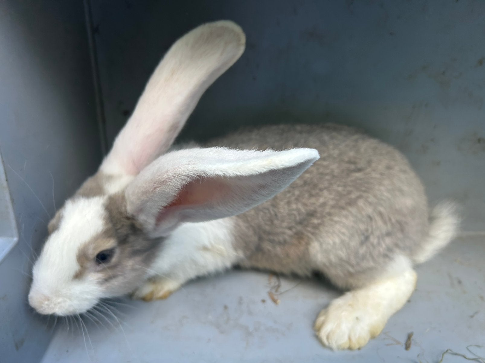 Ram - Duitse Reus, Dieren en Toebehoren, Konijnen, Mannelijk, Groot, 0 tot 2 jaar