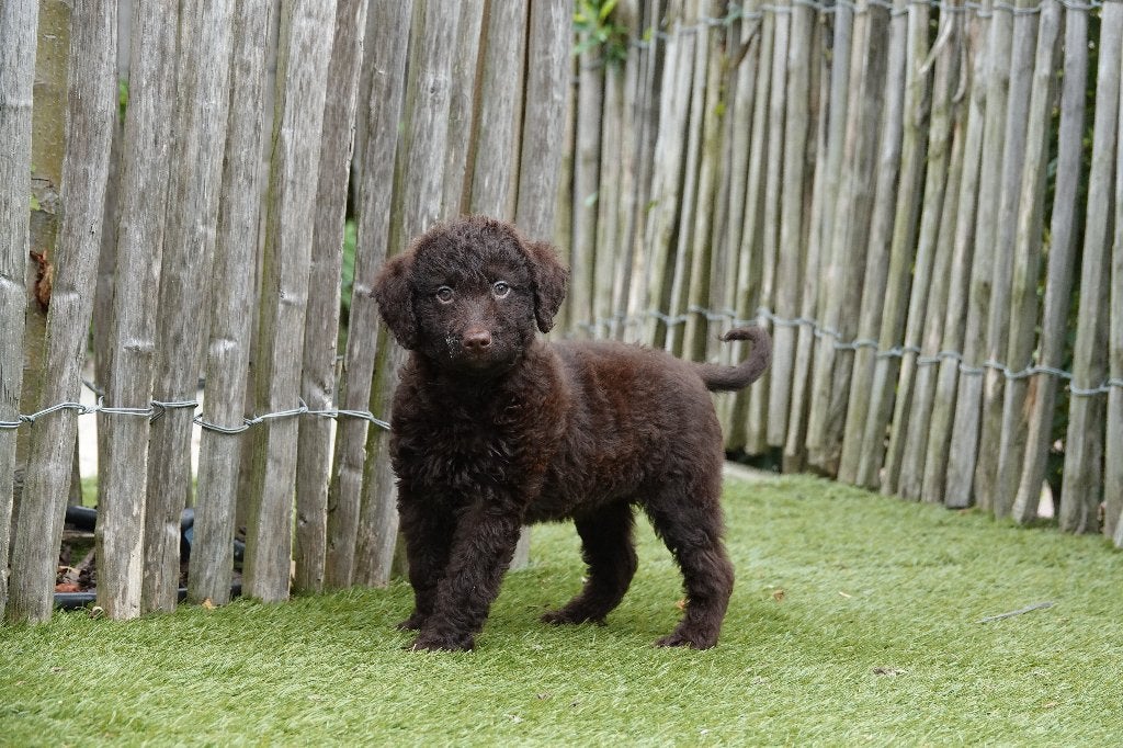 Magnifiques chiots Labradoodle Medium chocolat avec pedigree, 15 semaines à 1 an, Maladie de Carré (chiens), Autres races, Éleveur | Professionnel