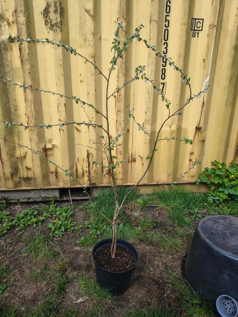 DUBBELE zilverberk boom H 1m50 a 2m te koop Intermassa BV, Tuin en Terras, Ophalen