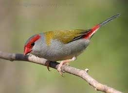 doorn astrilde, Plusieurs animaux, Oiseau tropical, Bagué