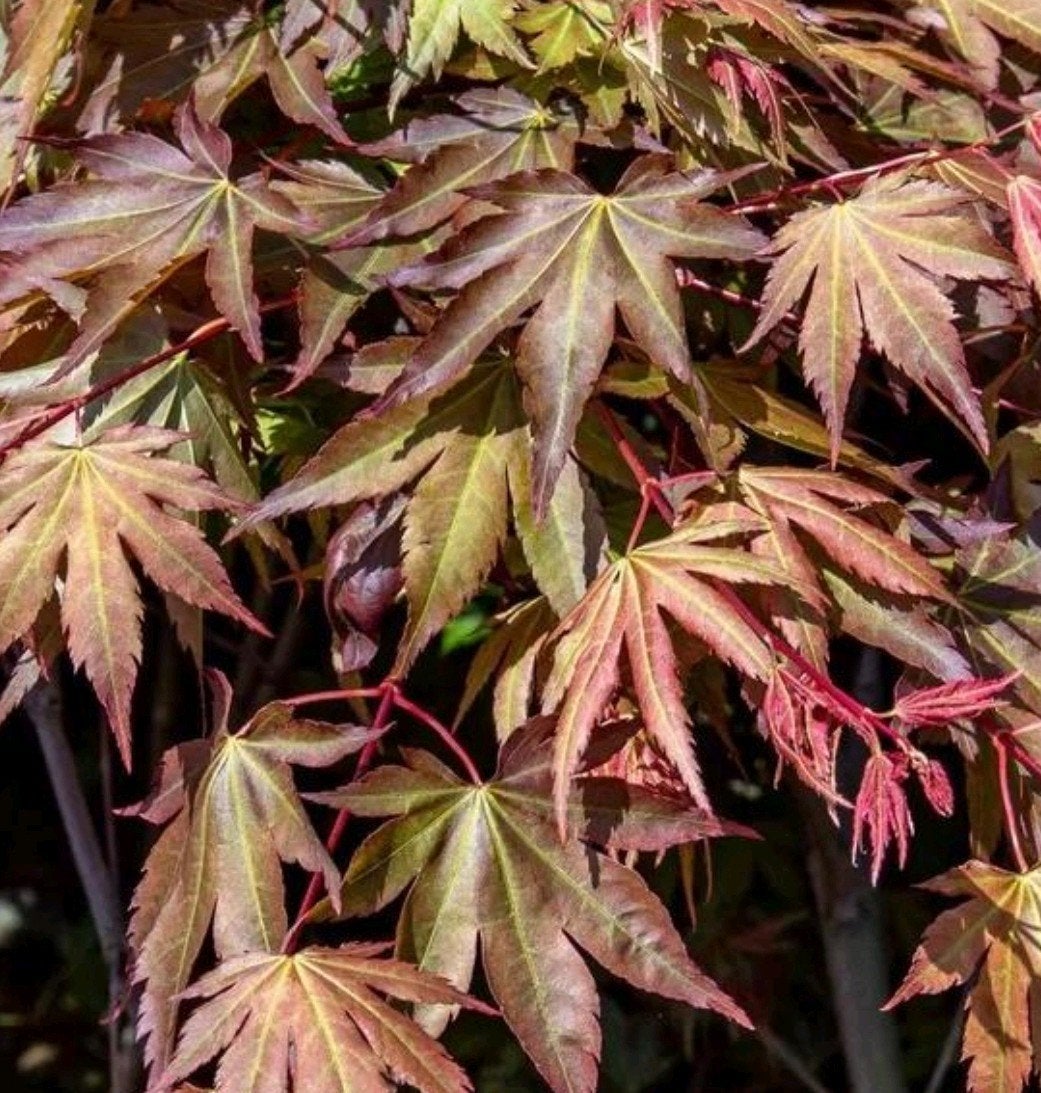 Acer palmatum "Brown Sugar", Tuin en Terras, Ophalen, Herfst, Halfschaduw