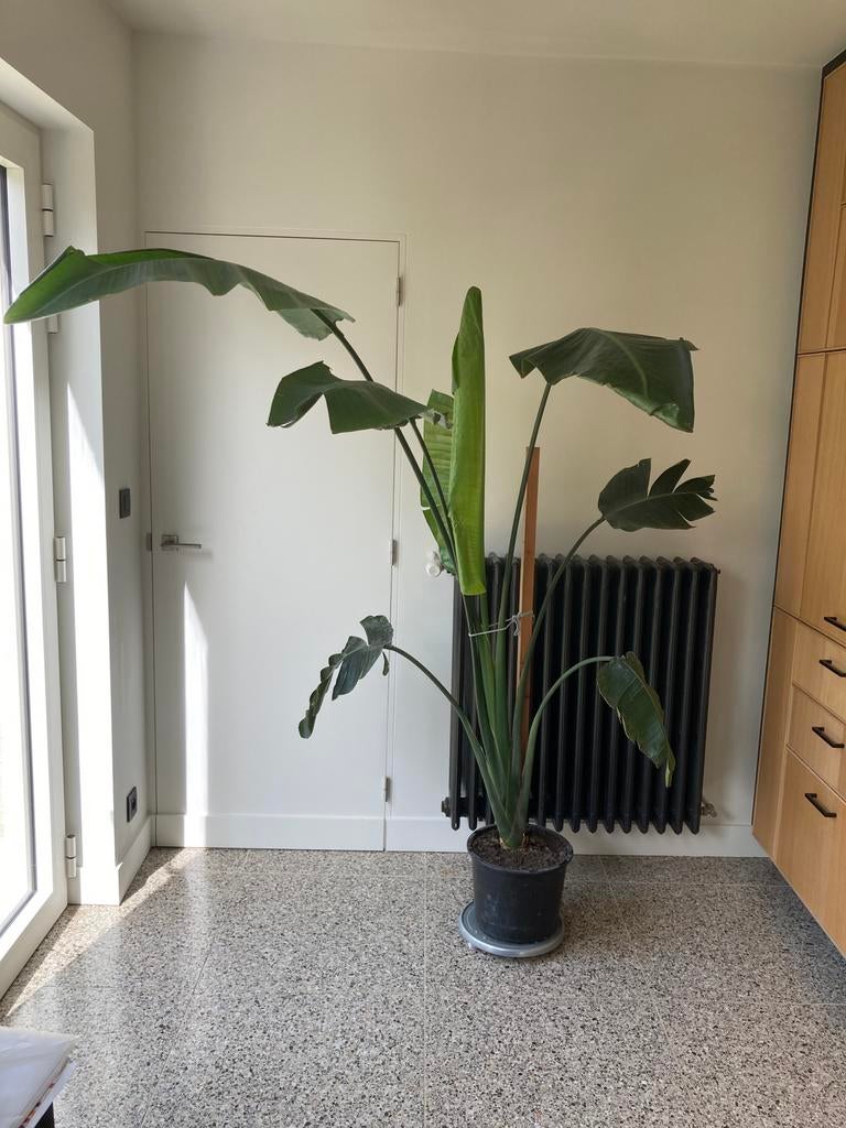 grote paradijsvogelplant, Enlèvement