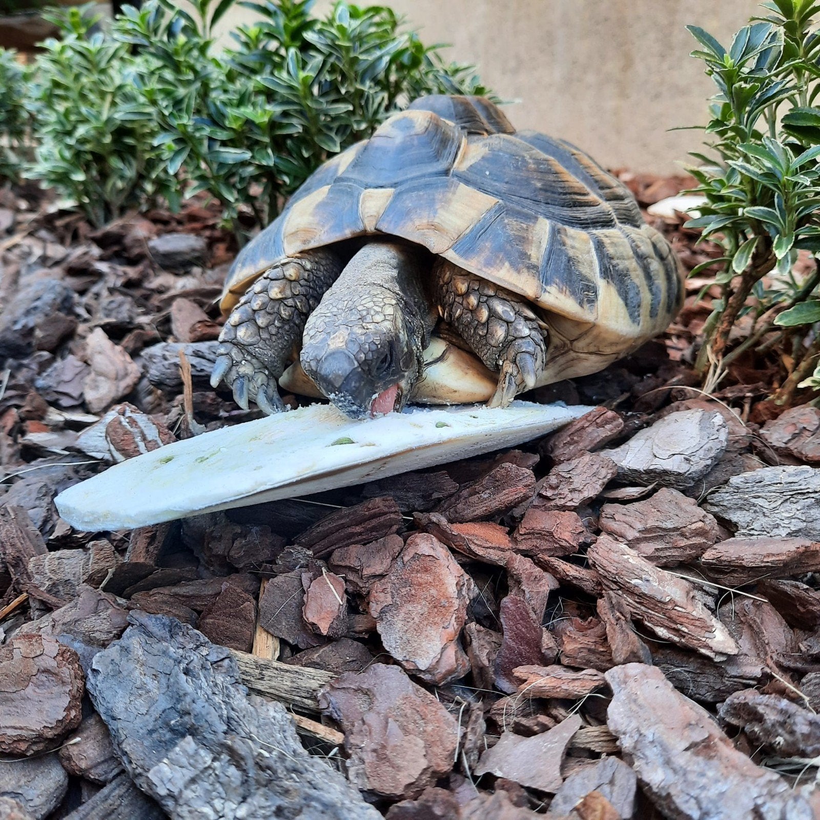Middelkerke sepia  schelpen, Animaux & Accessoires, Tortue