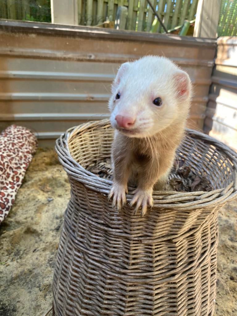 Fretten, Dieren en Toebehoren, Mei, Mannelijk