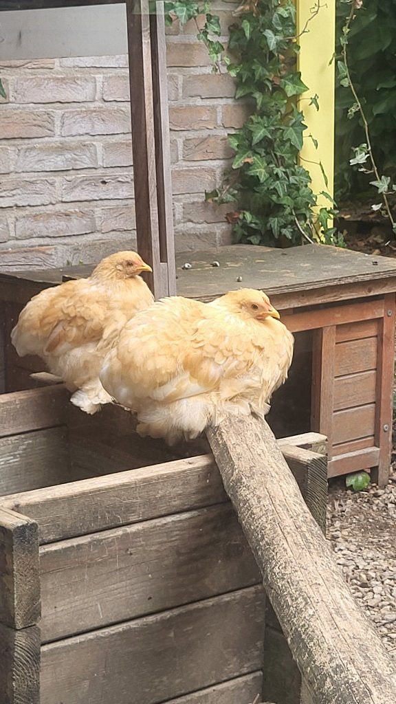 Cochin kriel kippen te koop, Dieren en Toebehoren, Vrouwelijk, Kip