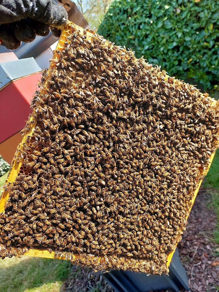 Buckfast bijenvolk op 6 ramen simplex (eind mei beschikbaar), Abeilles