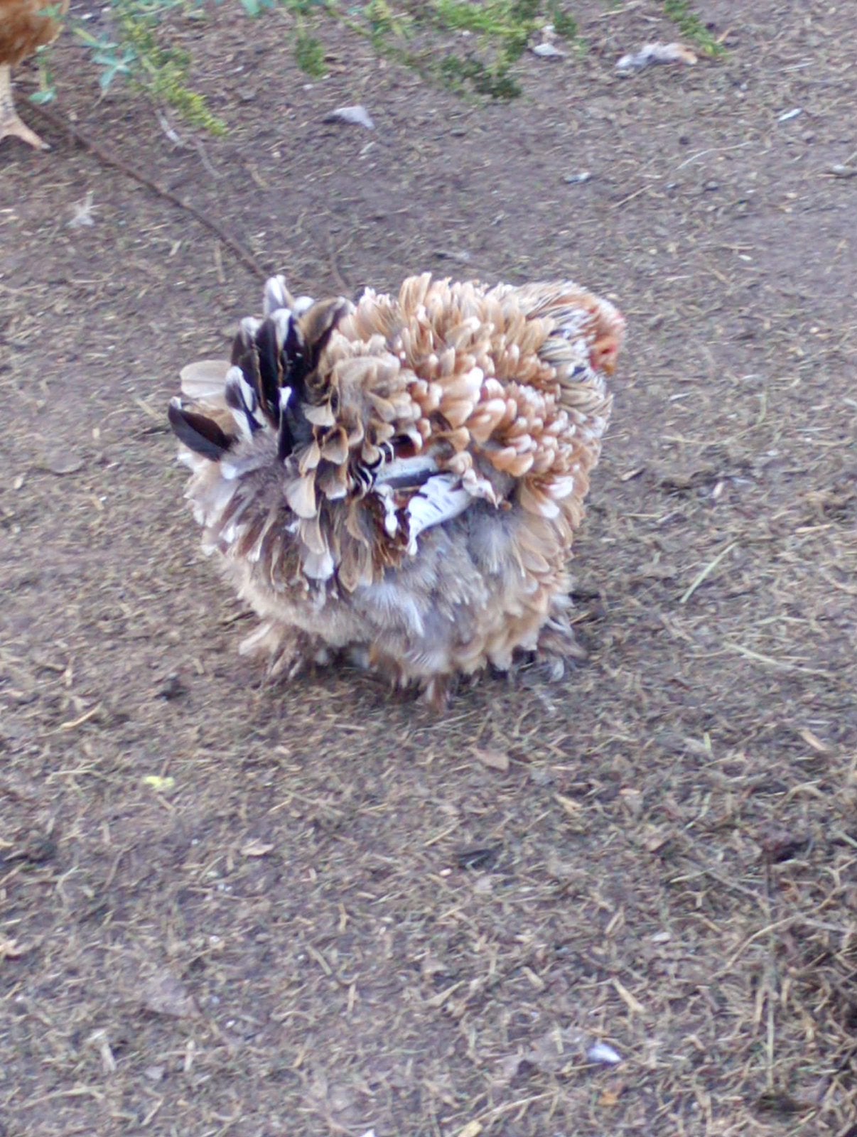 Cochin kriel hen 2026, Dieren en Toebehoren, Vrouwelijk, Kip