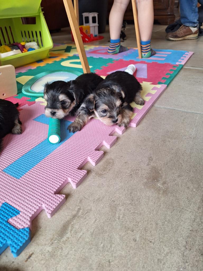 Prachtige morkie pupjes, Dieren en Toebehoren, Honden | Chihuahua's en Gezelschapshonden, Parvo, België, Overige rassen, 8 tot 15 weken
