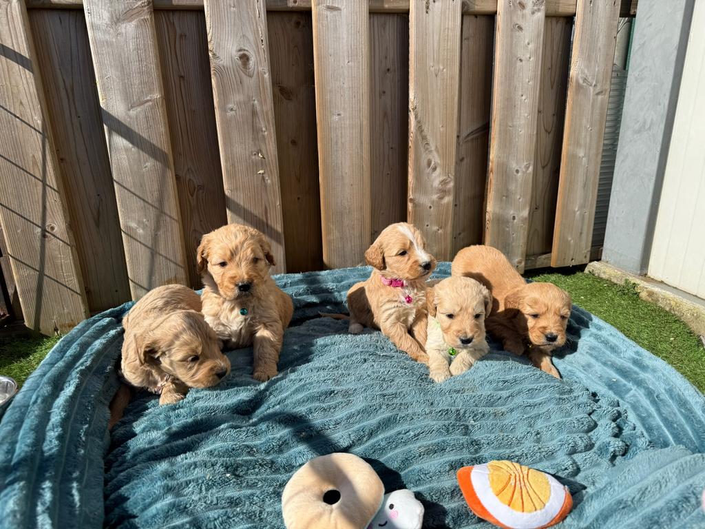 Prachtige goldendoodle pups, Parvo, België, Overige rassen, 8 tot 15 weken