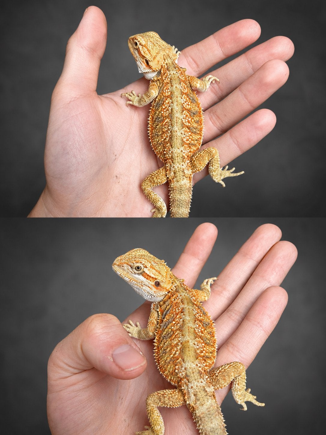 Hypo Citrus Orange Tiger – afkomstig uit Blue Bar & G.s lijn, Hagedis, Tam, 0 tot 2 jaar