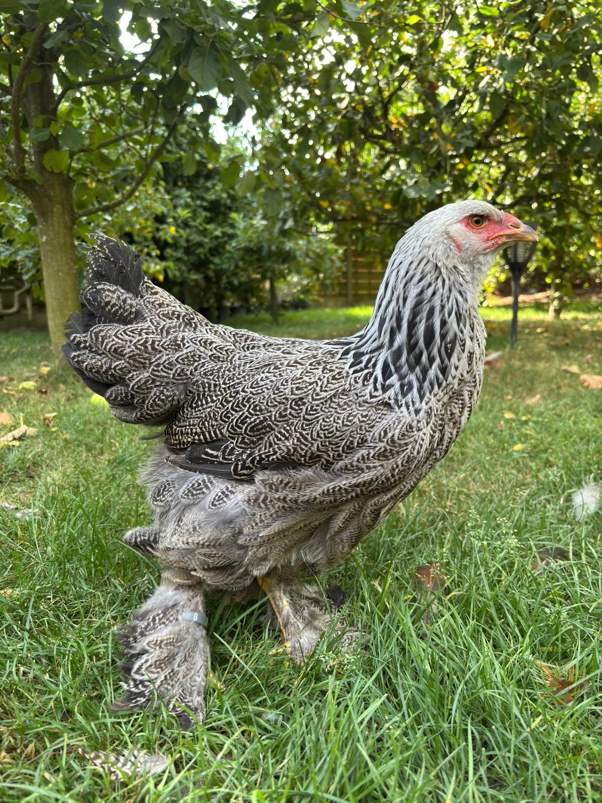 Bramah, Dieren en Toebehoren
