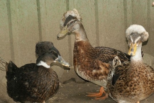 hollandse kuifeend, Dieren en Toebehoren, Pluimvee, Meerdere dieren, Eend