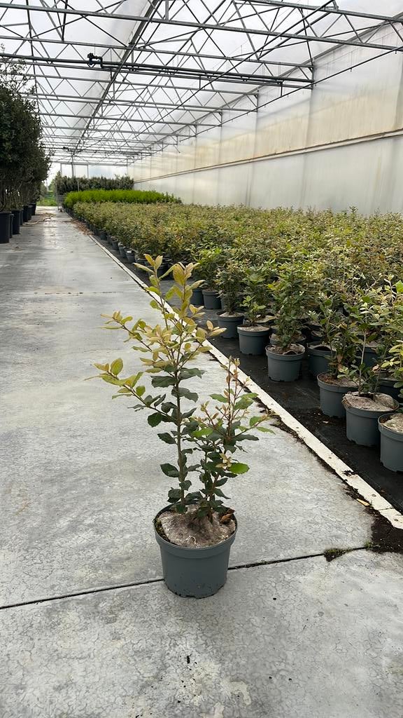 Quercus ilex, Tuin en Terras, Ophalen