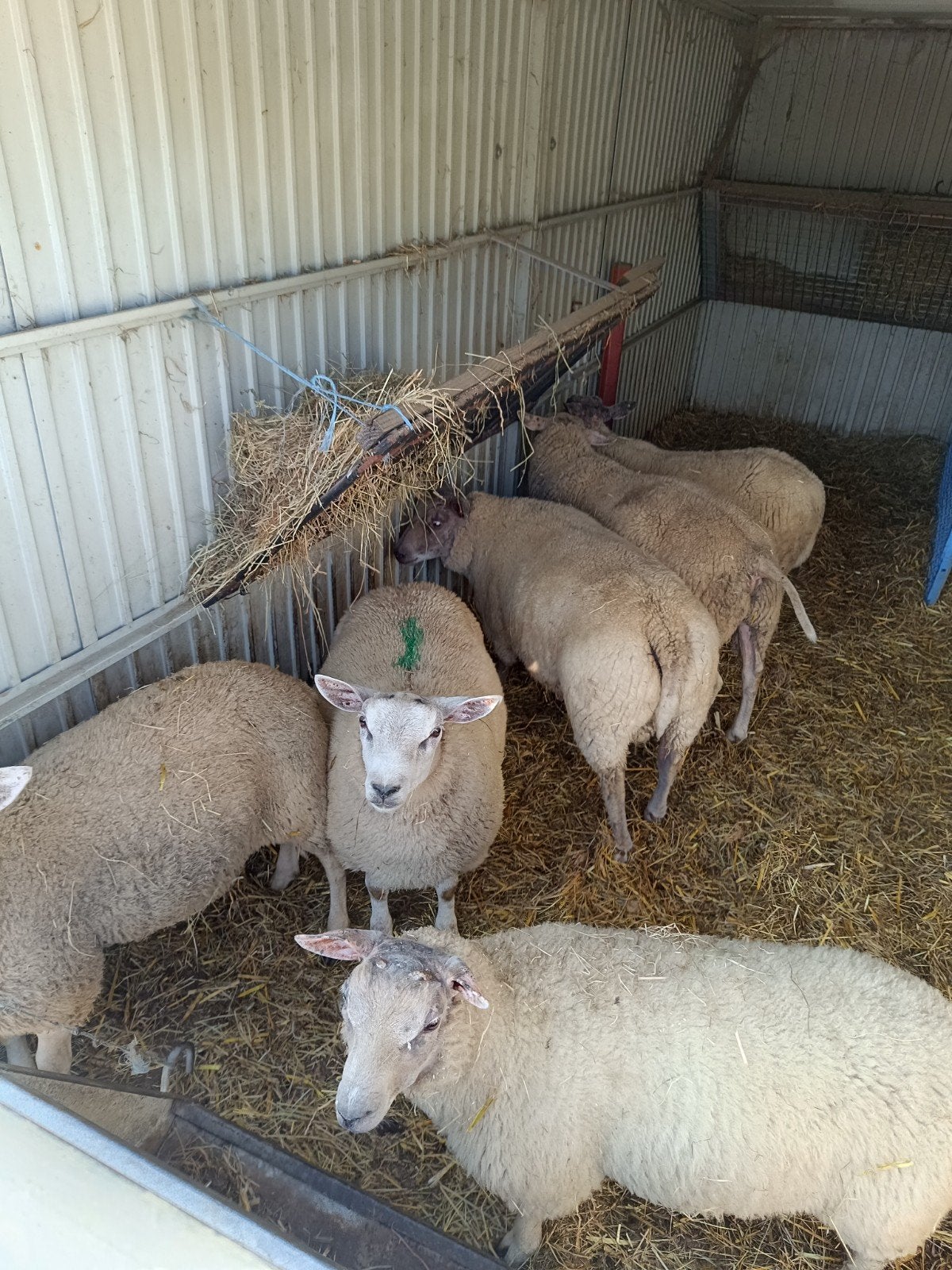 schapen bokken