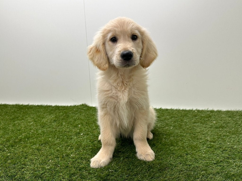 Chiots Golden Retriever, Golden retriever, Hépatite contagieuse (maladie de Rubarth), Plusieurs, Belgique