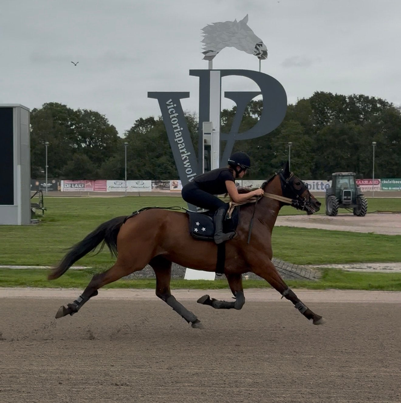 7 jarige koers draver ruin - TF, Ruin, Niet van toepassing, 160 tot 165 cm, 7 tot 10 jaar