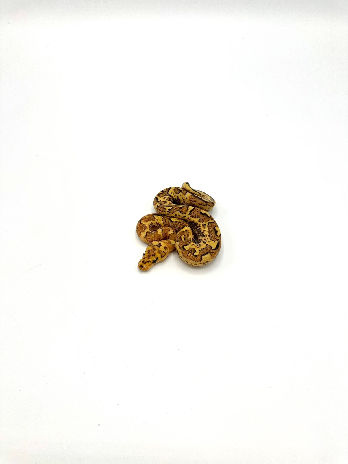 Diverse Python regius - koningspythons Ball Python photo 2