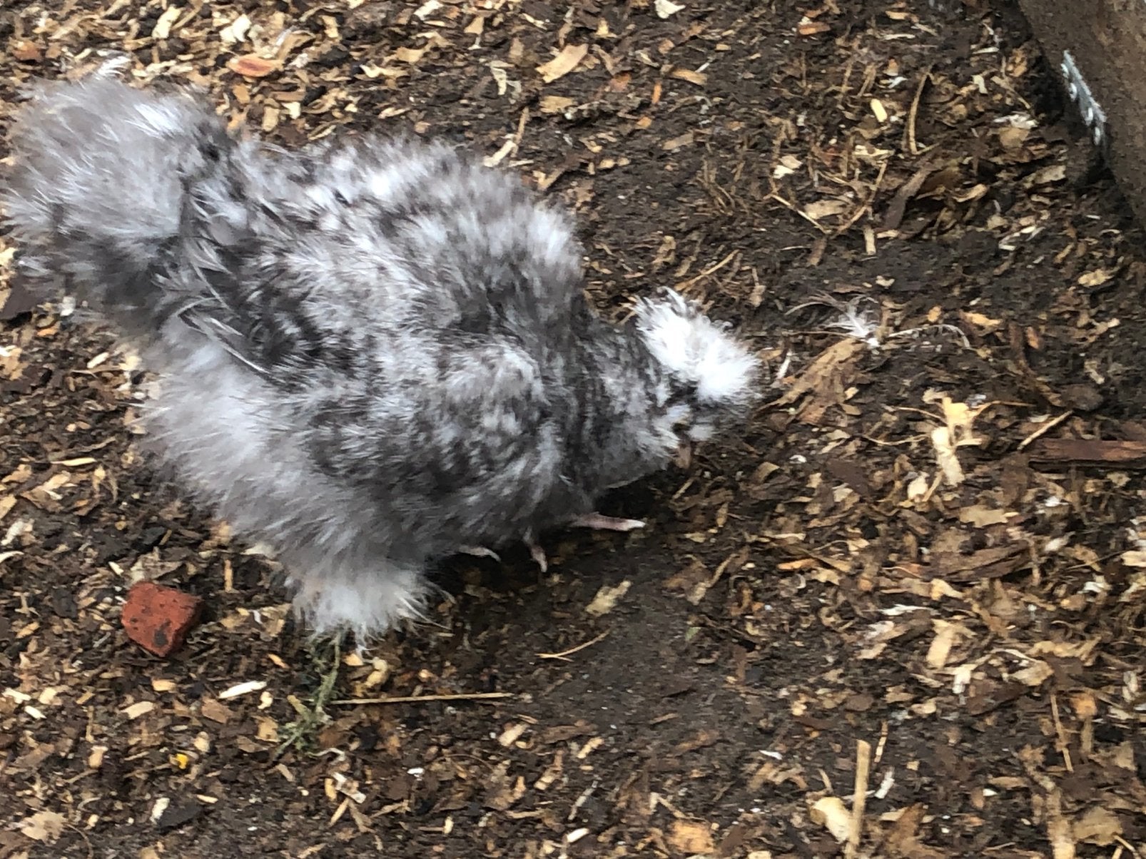 Usa zijdehoen hennen, Dieren en Toebehoren, Vrouwelijk, Kip