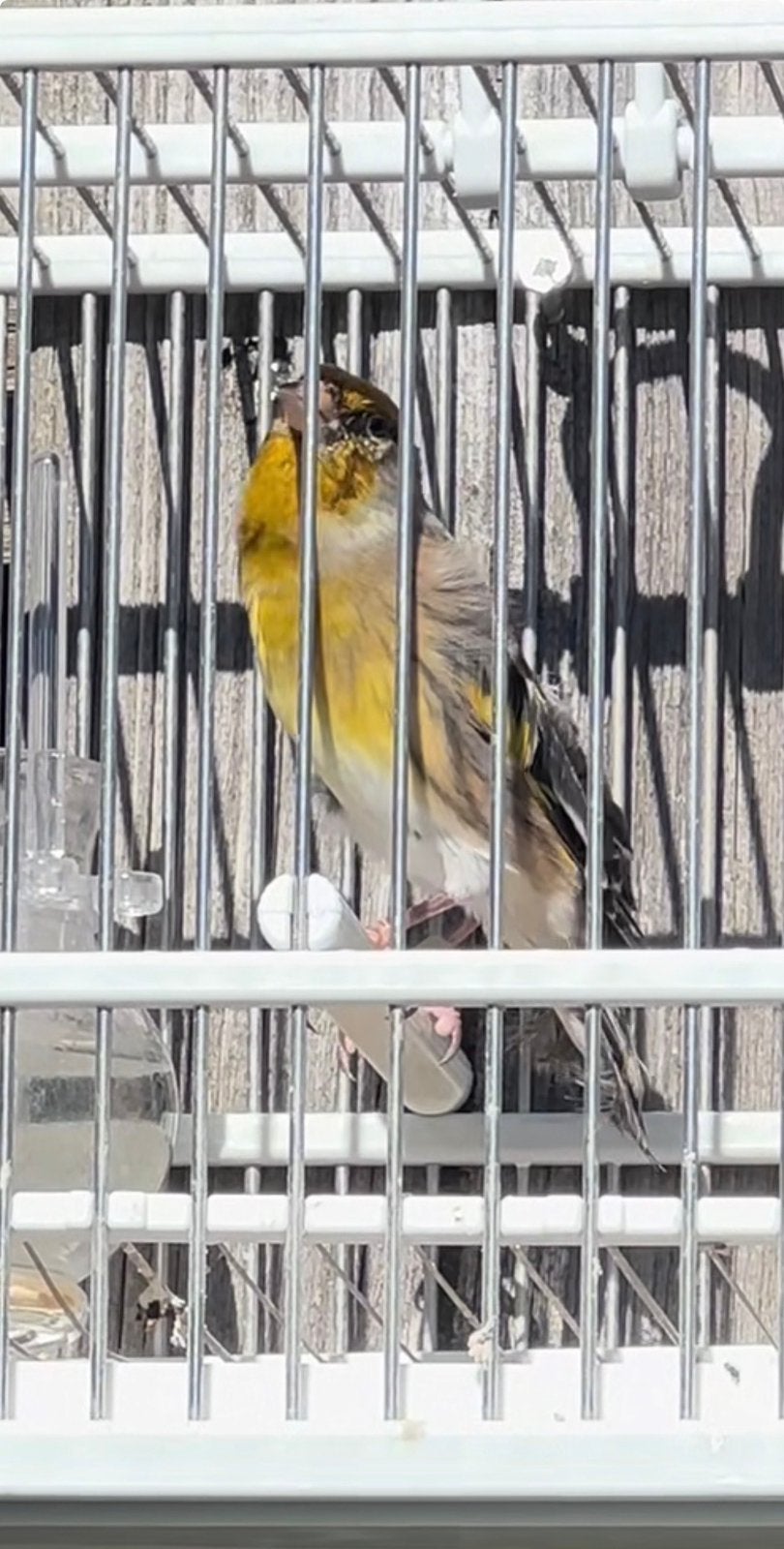 Putter bastaard widani zang, Dieren en Toebehoren, Mannelijk, Wildzangvogel, Geringd