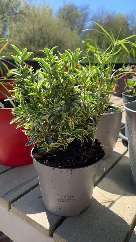 Japanse kardinaalshoed  'Microphyllus Albovariegatus')., Tuin en Terras, Ophalen