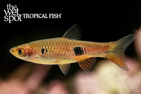 Clown rasboras, Dieren en Toebehoren, Vis, Zoetwatervis, Schoolvis