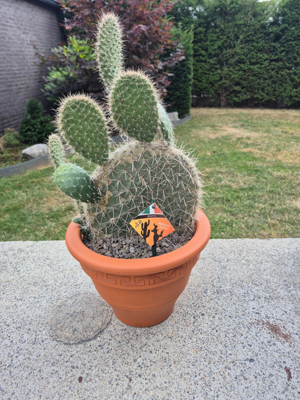 Cactus, Tuin en Terras, Planten | Tuinplanten