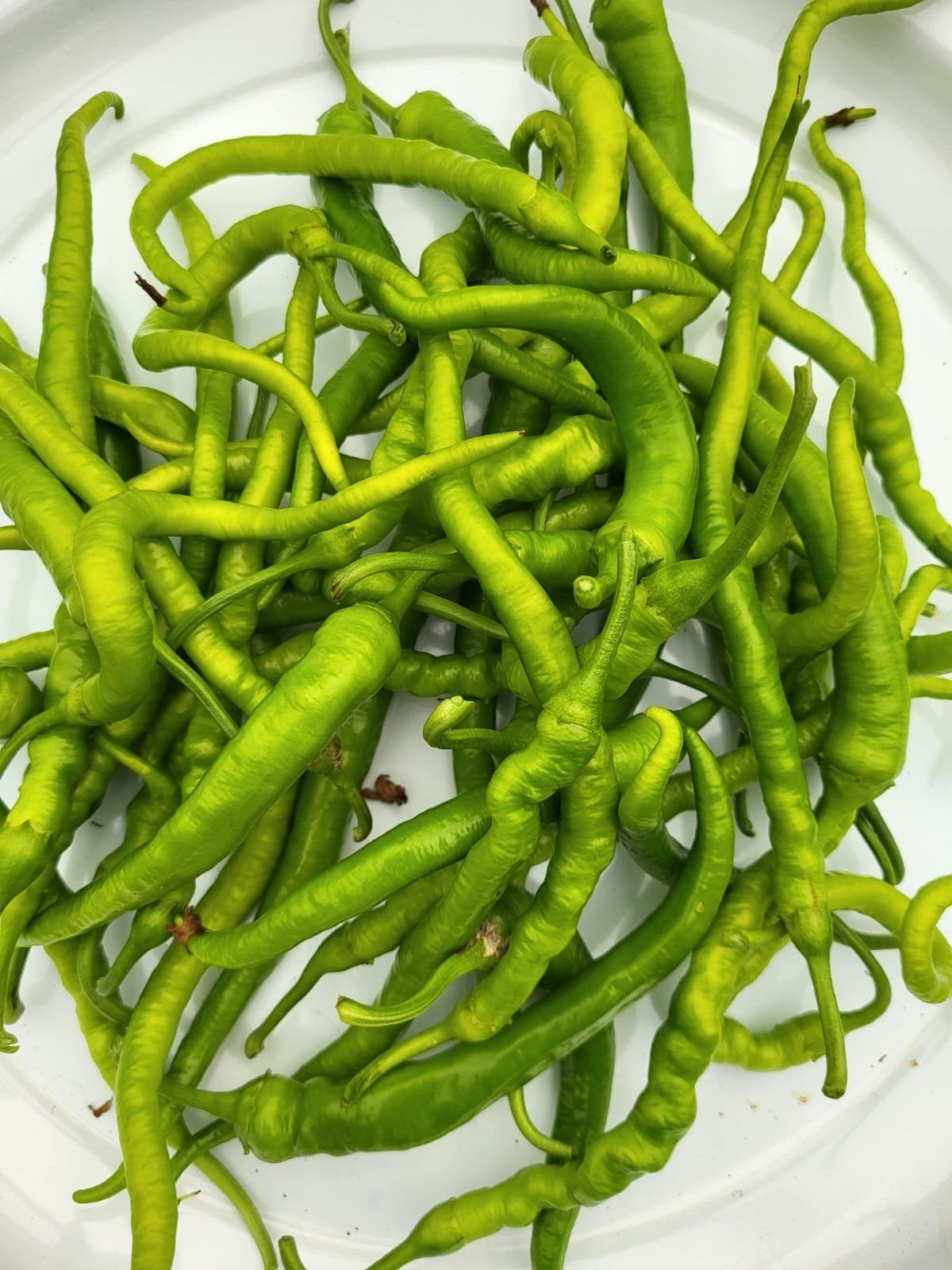 Plants de poivron de dinde (par pièce pour 1 euro), Jardin & Terrasse, Enlèvement