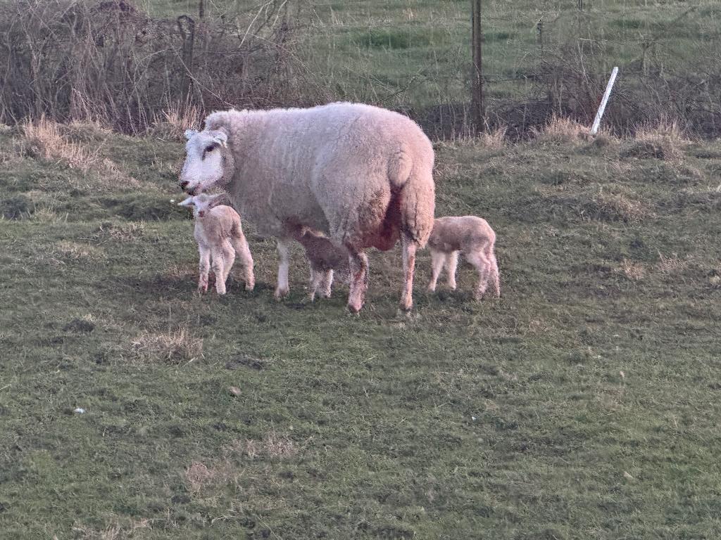 Brebis Texel avec deux agneaux à vendre, Plusieurs animaux, Mouton, 3 à 5 ans