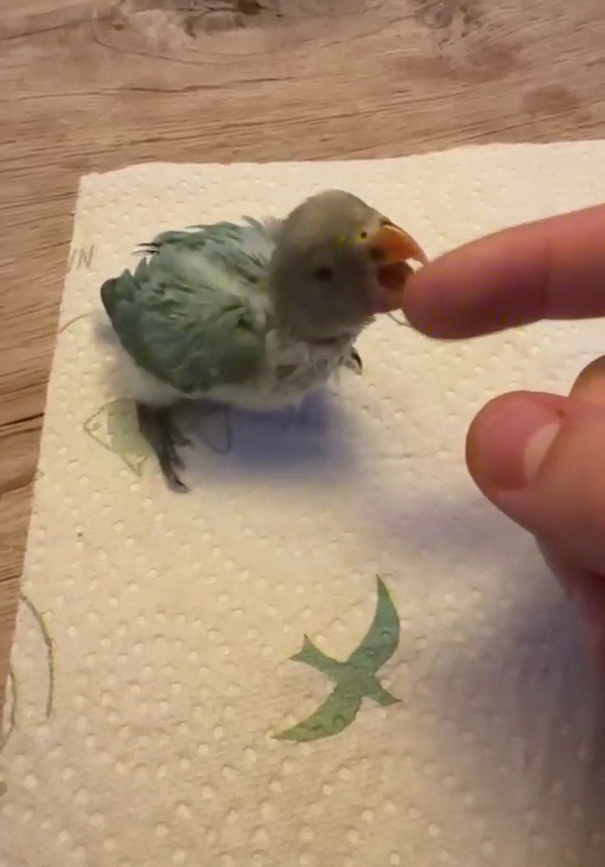 Voor met de hand op fok dwergpapegaaitjes te koop, Animaux & Accessoires, Perroquet nain ou Inséparable