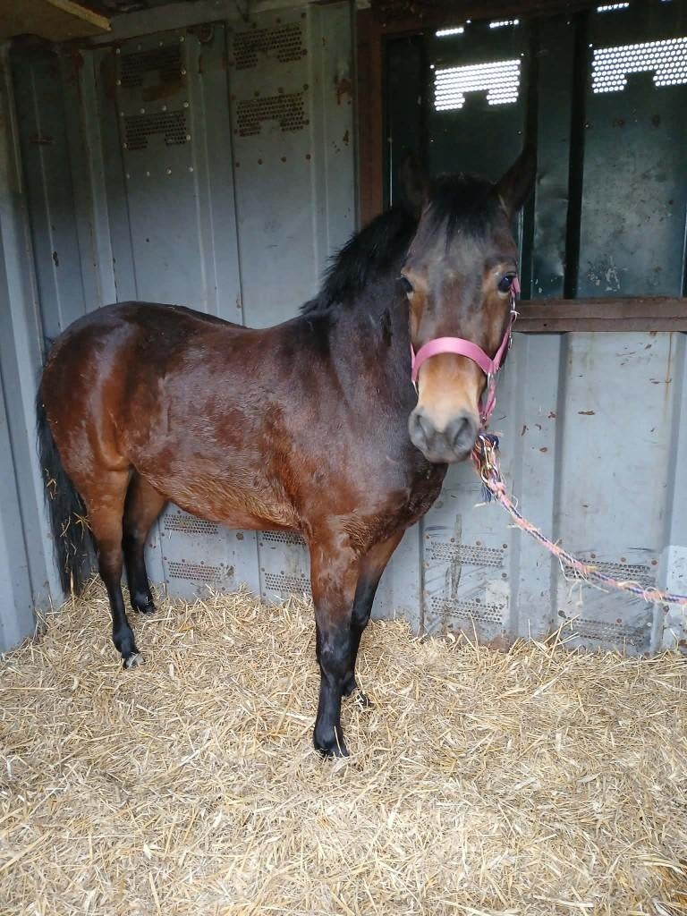 4 jarige C pony ruin rechtstreeks vd fokker, Dieren en Toebehoren, Met stamboom, Ruin, Springpony, Zadelmak