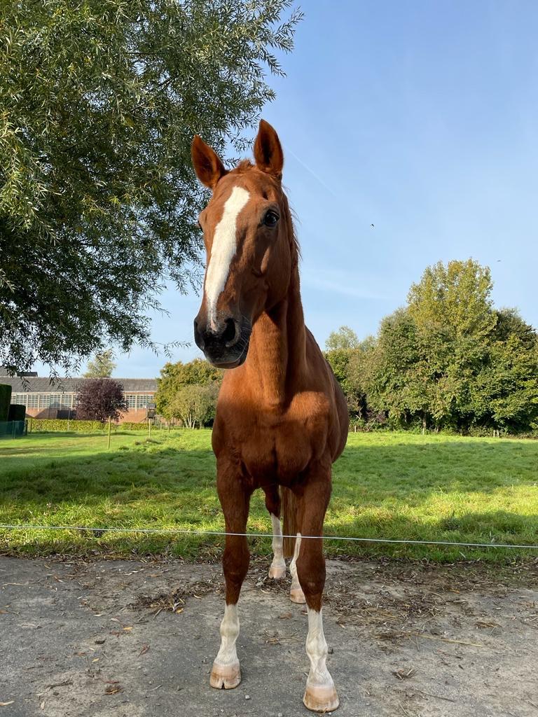 Te bespreken, Dieren en Toebehoren, Stalling en Weidegang, Weidegang, 1 paard of pony