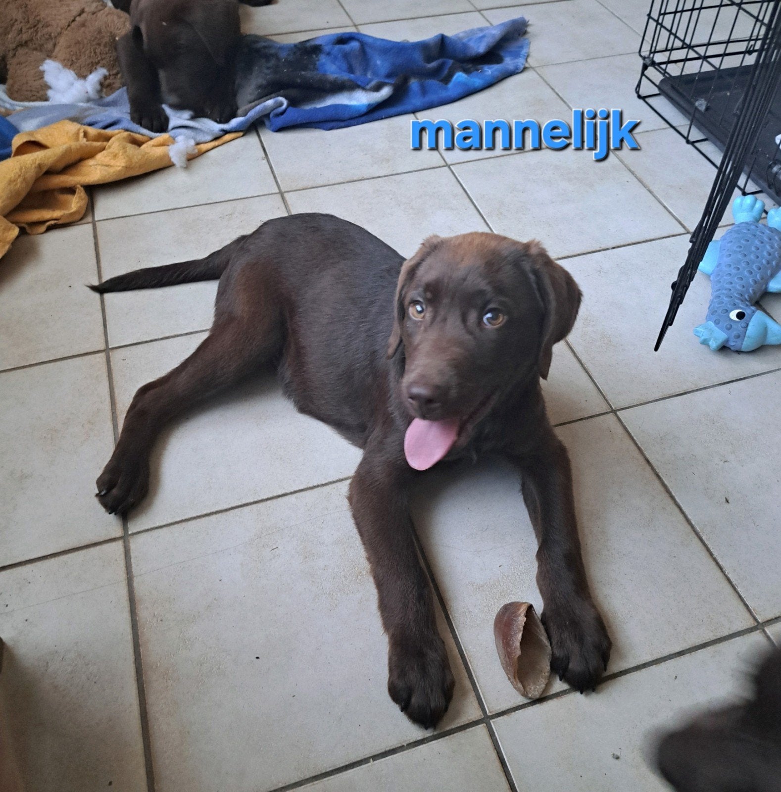 lieve labrador pups op boerderij ouders getest, Dieren en Toebehoren, Parvo, België, 8 tot 15 weken, Labrador retriever
